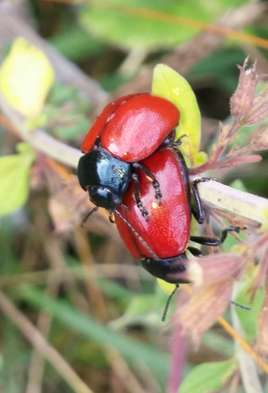 Chrysolina lutea (in accoppiamento) e  Chrysolina grossa